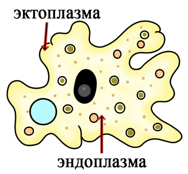 Деление цитоплазмы простейших на эндоплазму и эктоплазму