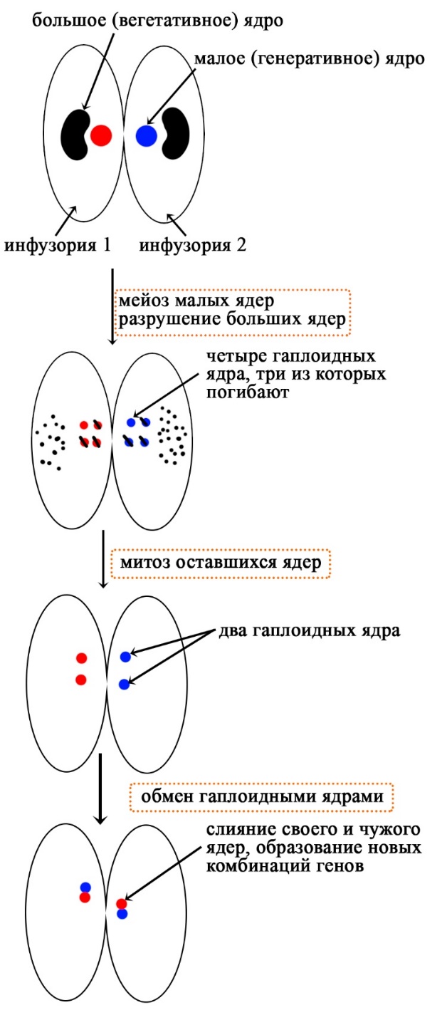 Обмен ядрами у инфузорий