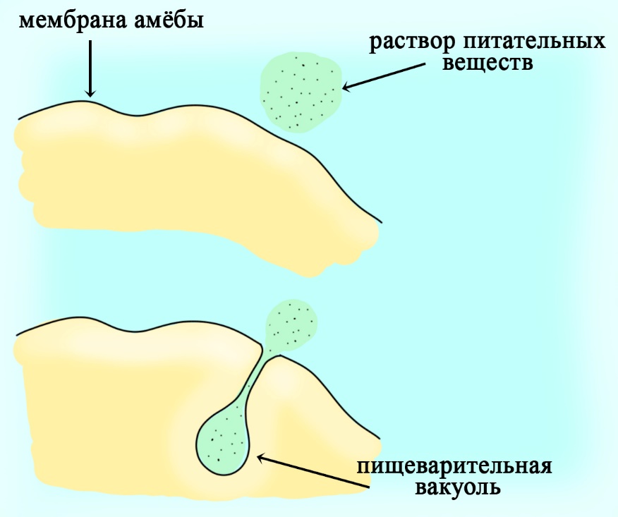 Пиноцитоз у простейших