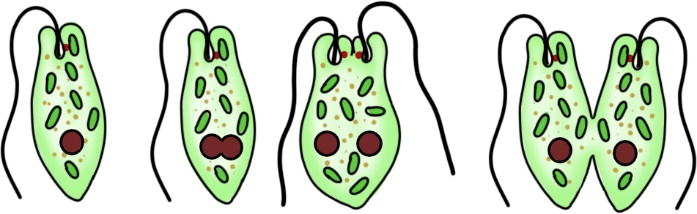 Размножение эвглены зеленой