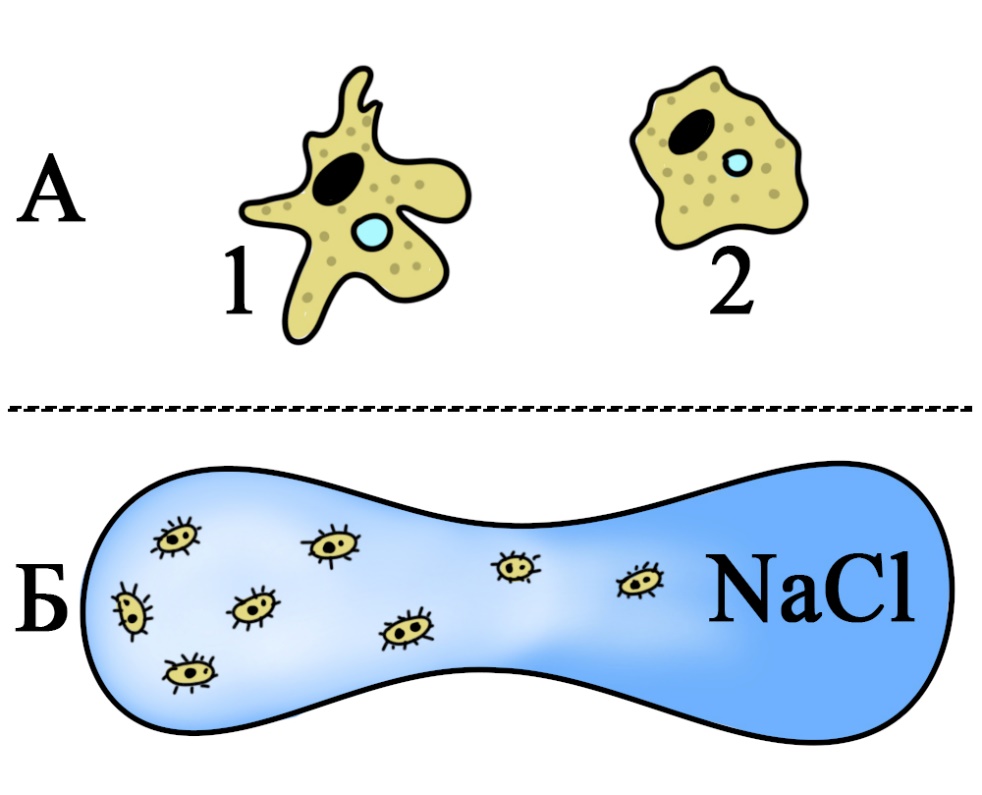 Раздражимость простейших: А – втягивание ложноножек амебы в соленом растворе. 1 – амеба в растворе с нормальной соленостью, 2 – амеба в растворе с большей концентрацией соли. Б – движение инфузорий из капли с соленой водой в каплю с пресной водой