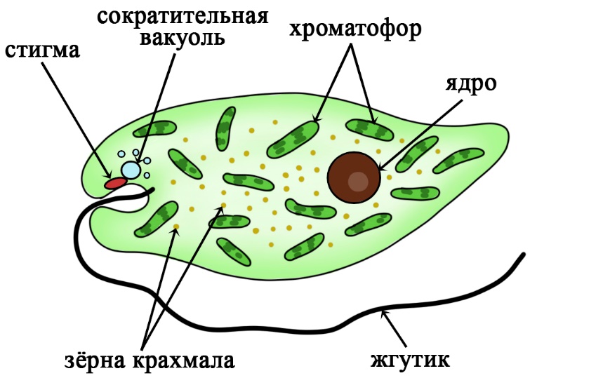 Какие структуры клетки зеленой эвглены обозначены на рисунке цифрами 1 2 3