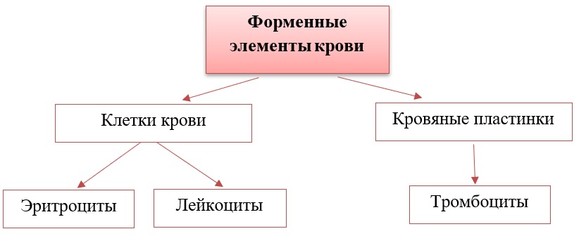 Классификация форменных элементов