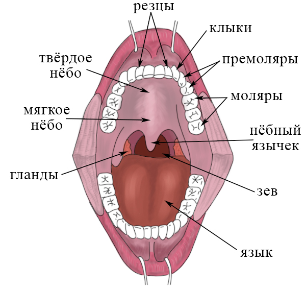 Мягкое небо картинка