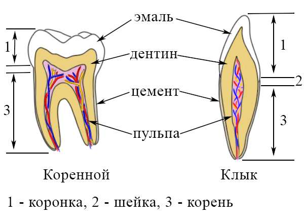 Схема коренных зубов