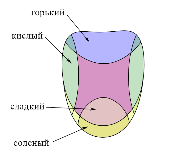 Дополни предложение зона языка отмеченная на рисунке цифрой 2 распознает вкус