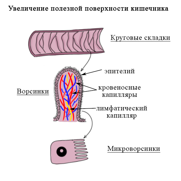 Структуры, увеличивающие внутреннюю поверхность тонкого кишечника