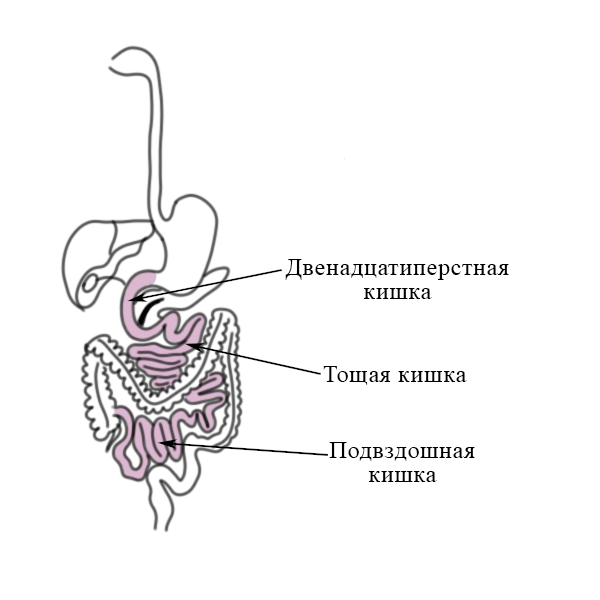 Тощая кишка латынь Тощая кишка латынь