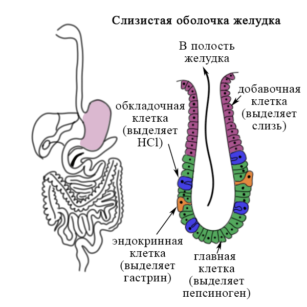 Железистые клетки желудка и их секреты