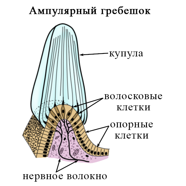 Ампулярный аппарат полукружных каналов