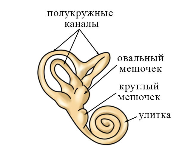 Полукружные каналы