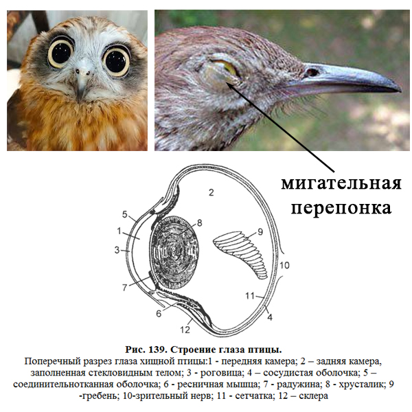 Аккомодация у птиц