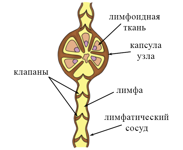 Лимфатические сосуды и лимфатические узлы