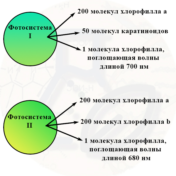 Что входит в состав фотосистем?