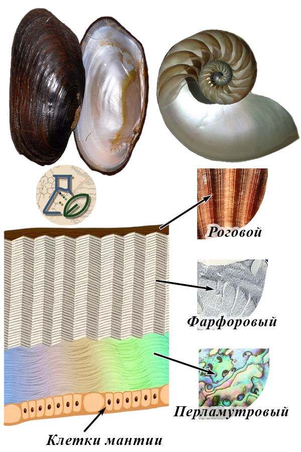 Слои в раковине моллюска