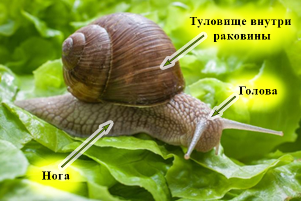 Части тела моллюска