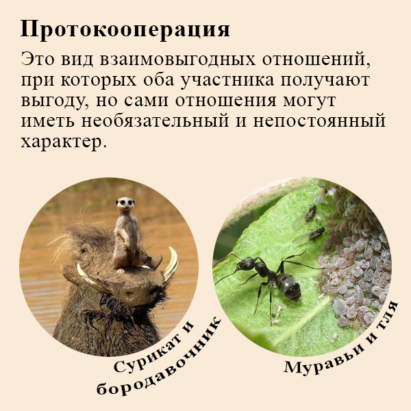Протокооперация виды