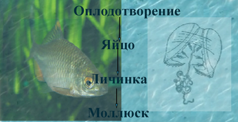 Жизненный цикл двустворчатых моллюсков