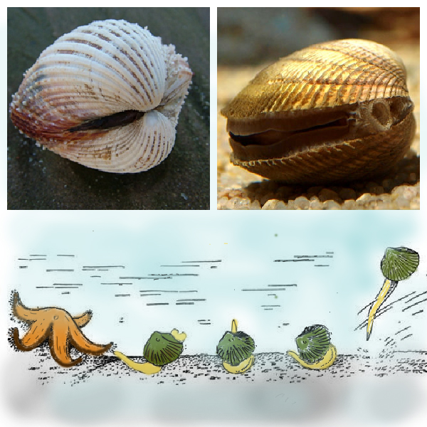 Сердцевидки и морские звезды