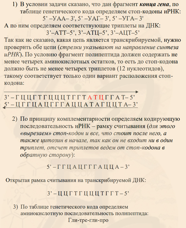 Стоп-кодоны иРНК задачи 28