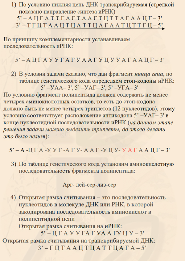 Ответы на задачу с фрагментом конца гена
