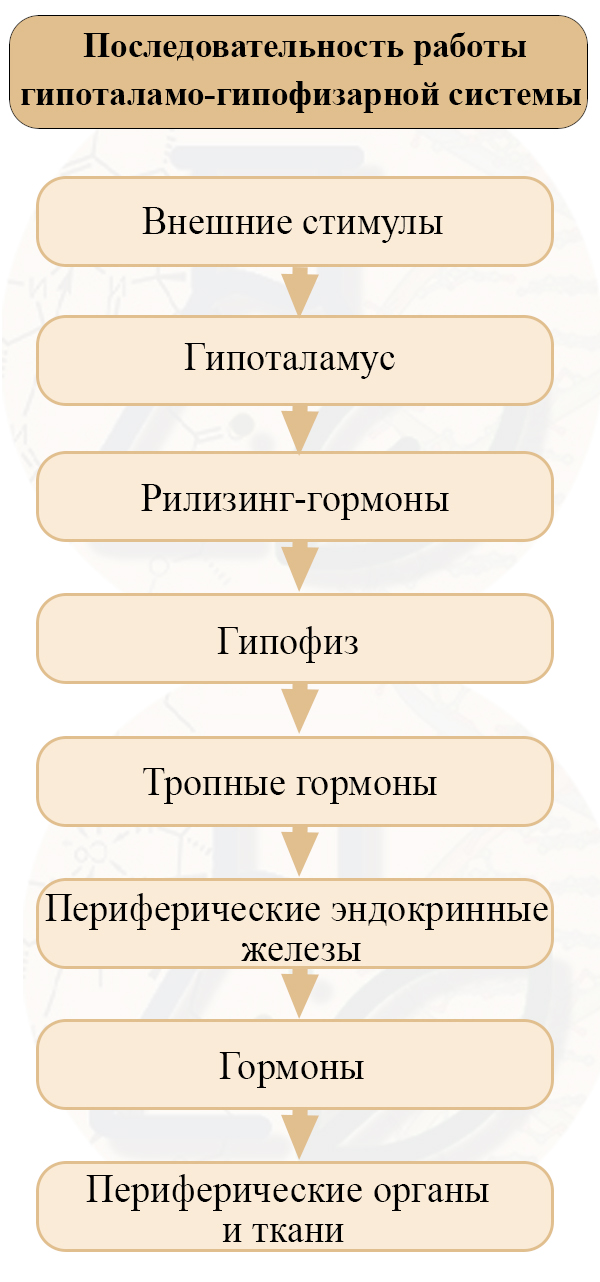 Гипоталамо-гипофизарная система.