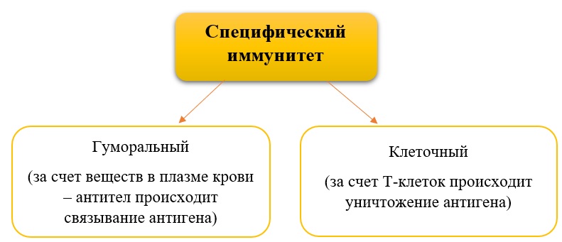 Виды специфический иммунитет