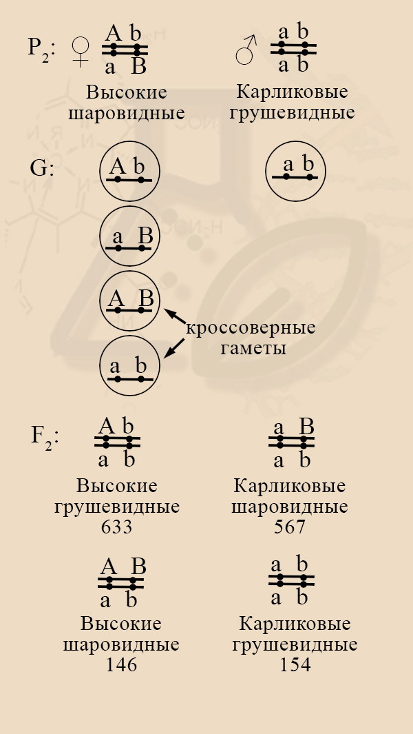 Когда кроссинговер дает гаметы AB и ab?
