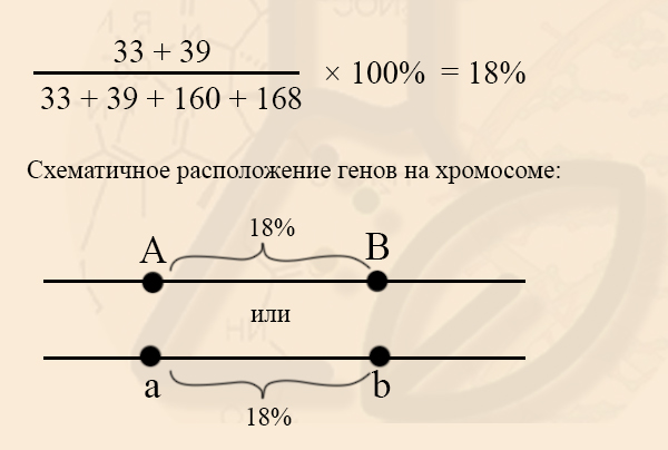 Задание с картированием хромосом