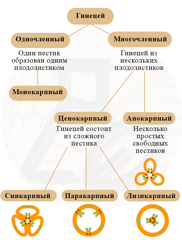 Виды гинецеев