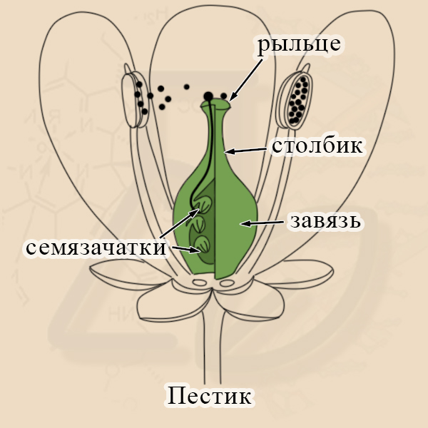 Рыльце, столбик, завязь пестика