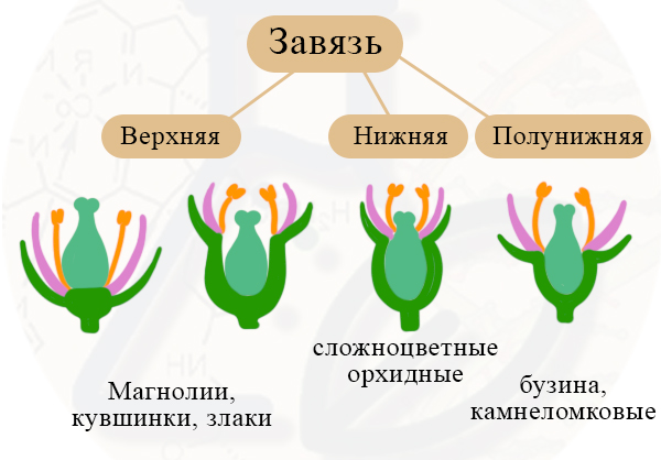 Виды завязи