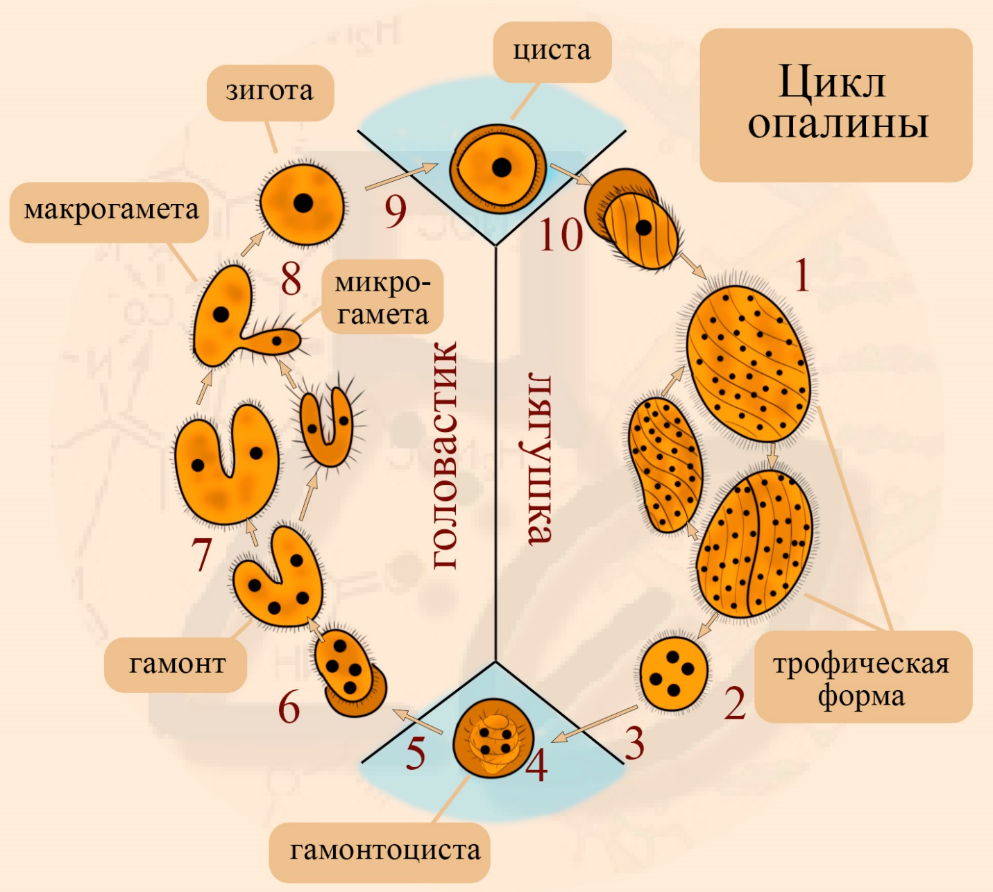 Цикл опалины