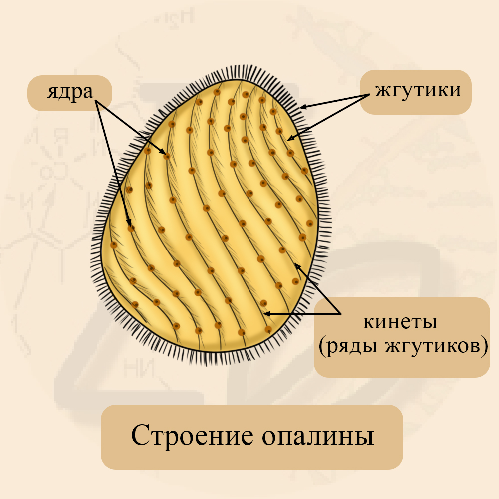 Строение опалин
