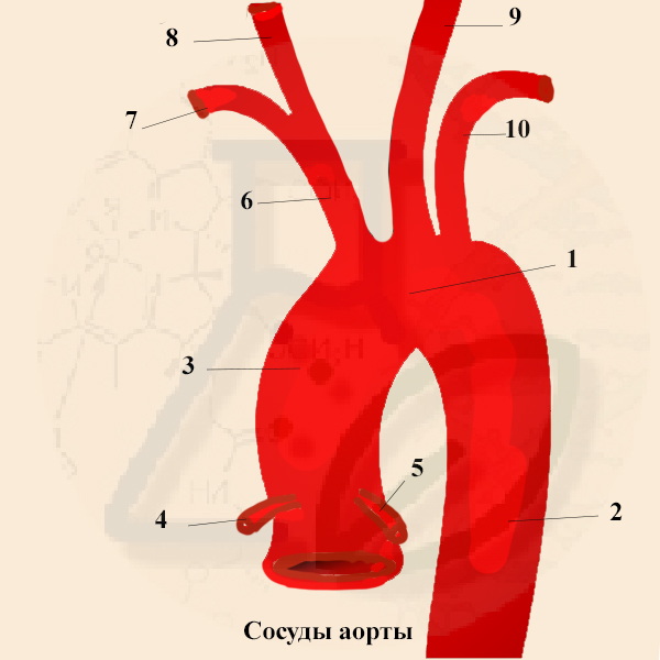 Сосуды аорты