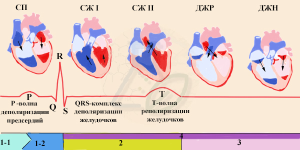 Фазы сердечного цикла