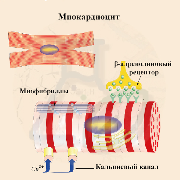Строение мембраны кардиомиоцита