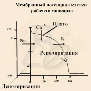 Потенциал действия