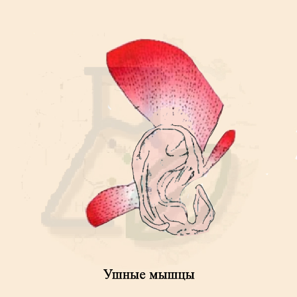 Ушные мышцы
