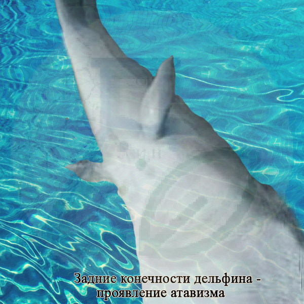 Атавизм у дельфинов, китов &ndash; появление задних конечностей