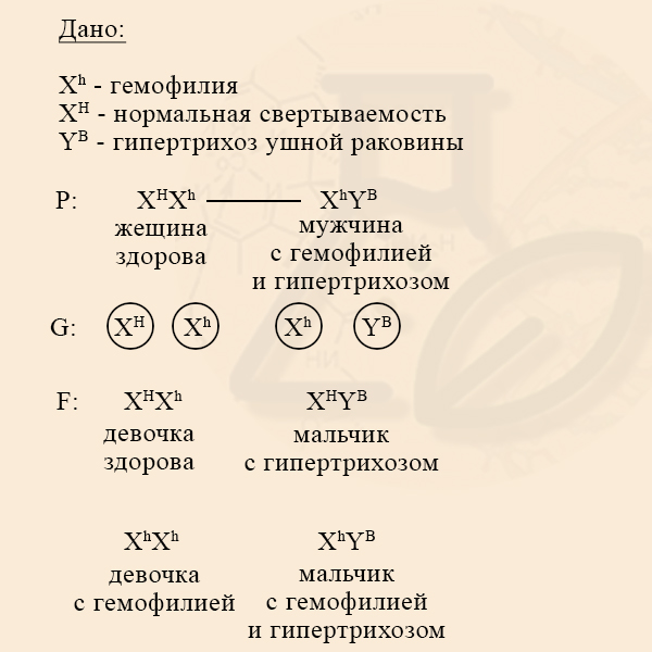 Псевдоаутосомные участки хромосом