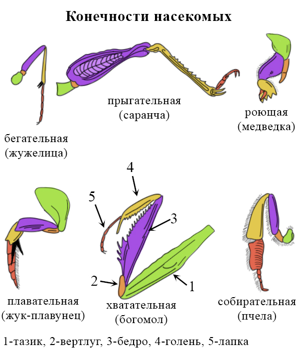 Конечности насекомых картинка