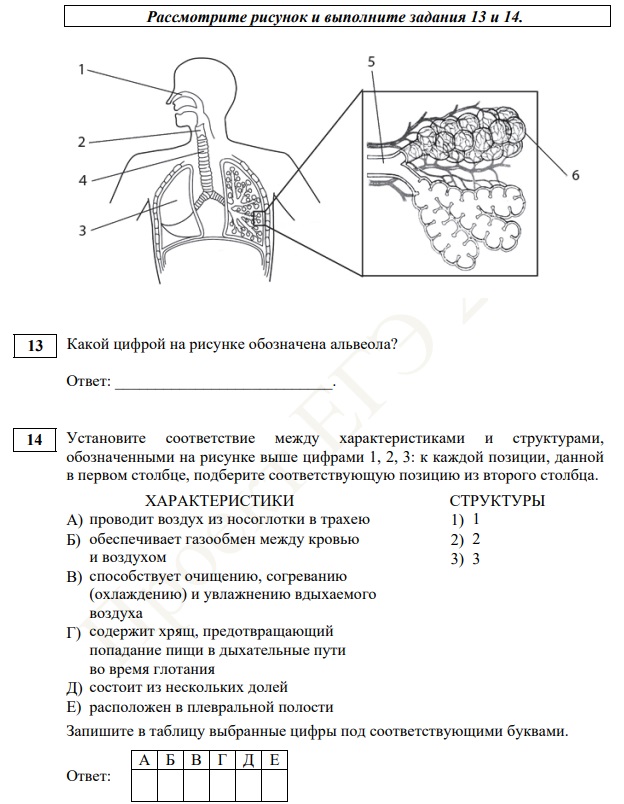 Огэ по биологии задания с картинками