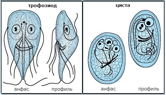 Вариант по биологии. Тематический тест 