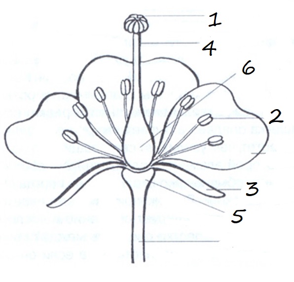На рисунке подпишите названия частей цветка биология 5 класс