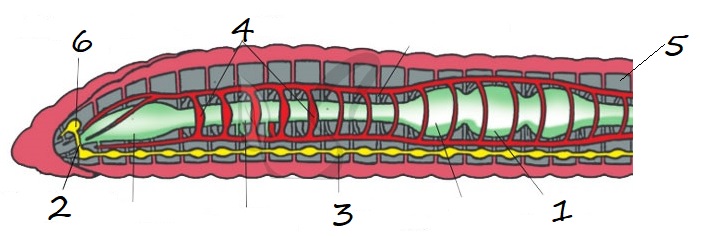 Тест черви егэ. Окологлоточное нервное кольцо у червей. Кольчатые черви метанефридии. Окологлоточное кольцо у кольчатых червей. Окологлоточное нервное кольцо у кольчатых червей.