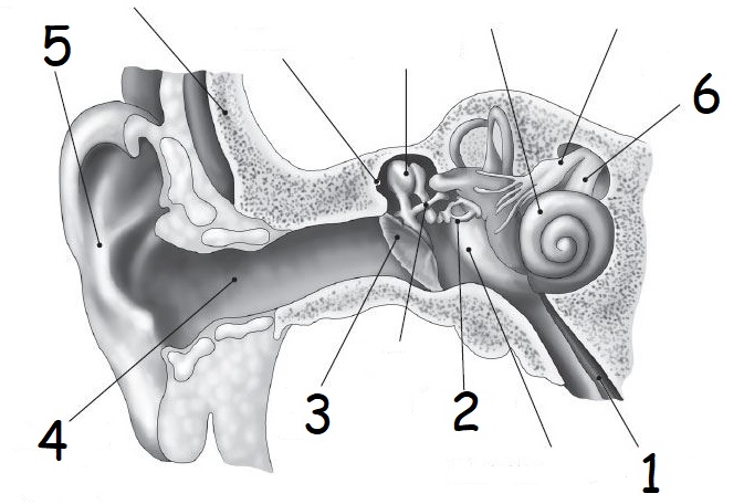 Евстахиева труба внутреннее ухо. Ушная кость. Ход слухового нерва анатомия.
