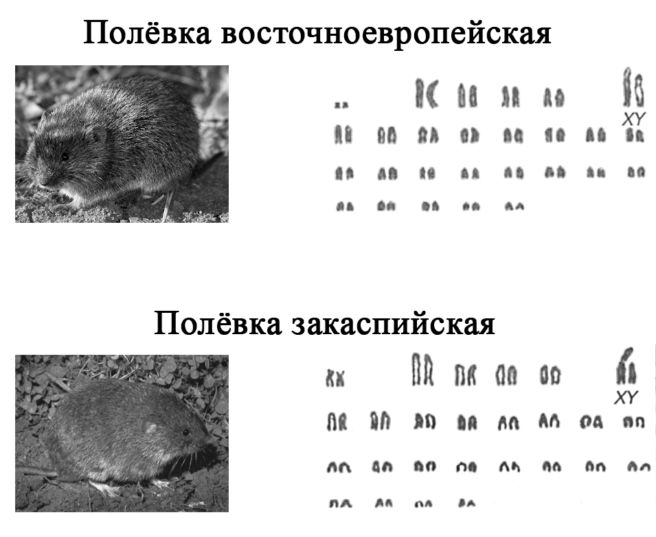 Вариант по биологии. 220901 2022. Задание №23