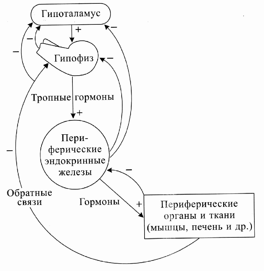 Вариант по биологии. ТЕСТ Свойства живого 2024. Задание №9