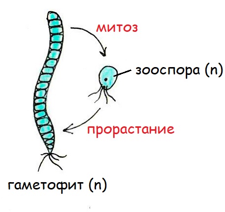 зооспоры улотрикса зооспоры улотрикса